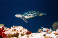   Mission.Done cozumel tortuga dive across channel. was lucky capture this turtle sense motiionl28mm lens nikonos Mission".Done Mission"Done Mission" Done channel motiionl-28mm motiionl 28mm  
